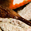 Robust Ghostpipefish