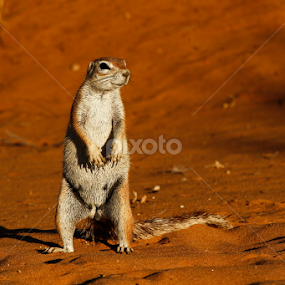 Full Alert by Gerhard Strydom - Animals Other Mammals