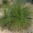 Grass Tree