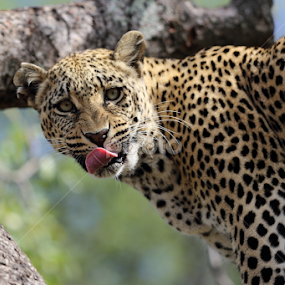 Licking lips by Lourens Lee Wildlife Photography - Animals Lions, Tigers & Big Cats