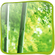 Bamboo Forest in 3D