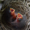 Comemaíz, Rufous-collared Sparrow