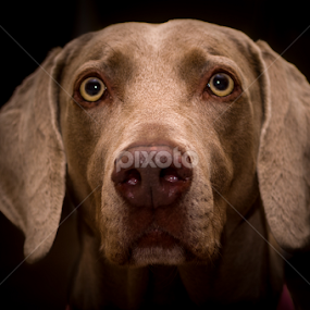 Idog by Victor Martin - Animals - Dogs Portraits