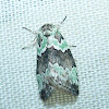 Dyars Lichen Moth