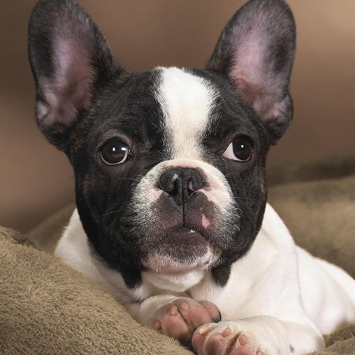 Boston Terriers Jigsaw Puzzle 解謎 App LOGO-APP開箱王