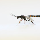 male Carrot wasp