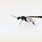 male Carrot wasp