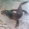 Long Toed Salamander