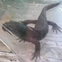 Long Toed Salamander