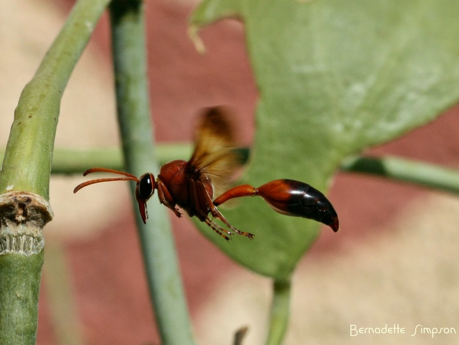 Caterpillar hunting Wasp
