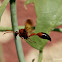 Caterpillar hunting Wasp