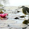 The Indian Pond Heron or Paddybird