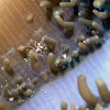 Disc anemone shrimp