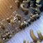 Disc anemone shrimp