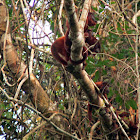 Red howler monkey