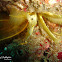 Myzostomida Marine Worm