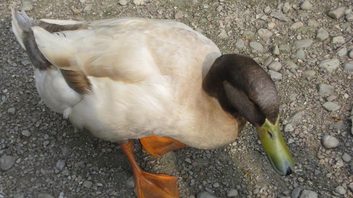 Domestic Duck