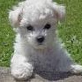 Bichon'
