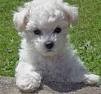 Bichon