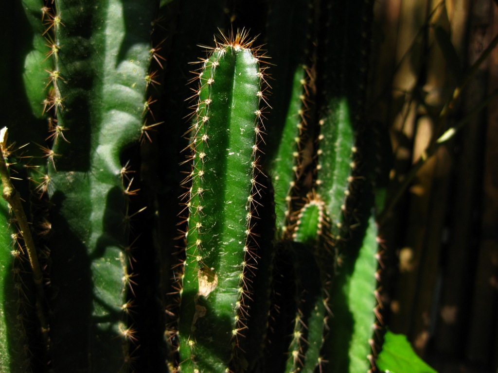 cactus.....