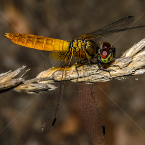 Red and gold by Tamal Das - Animals Insects & Spiders