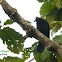 Bornean Black Magpie