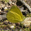 Grass Yellow Butterfly