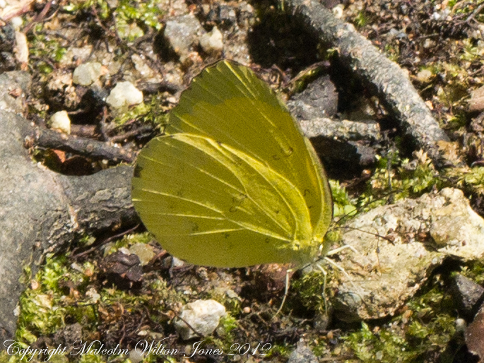 Grass Yellow Butterfly