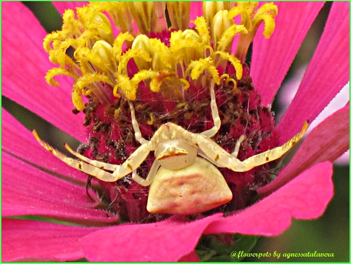 Thomisus Crab Spider