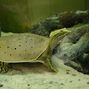 Softshell turtle