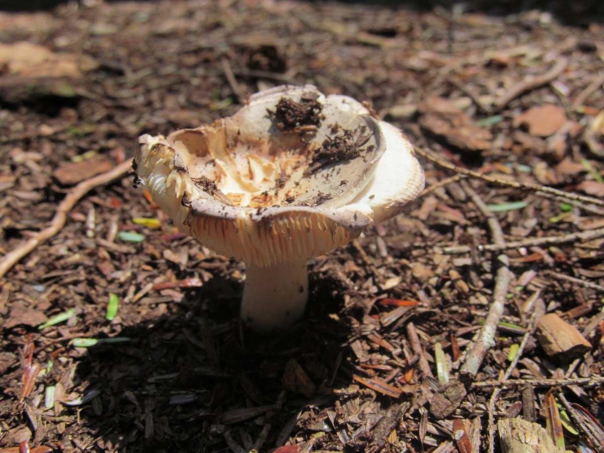 Russula mushroom