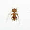 Species of Long-horned Beetle