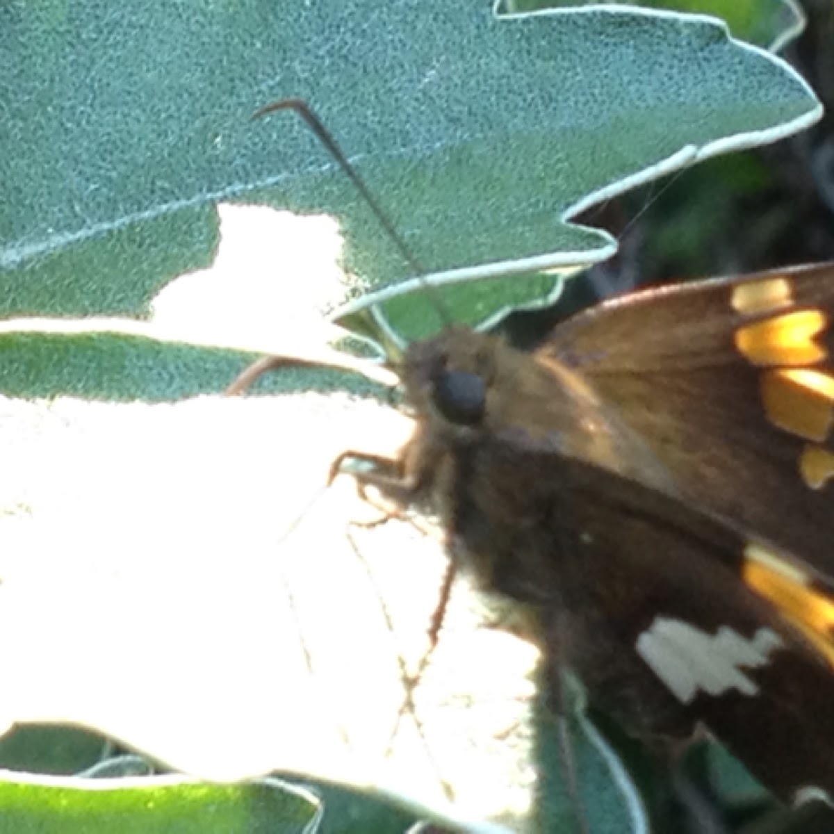 Silver Spotted Skipper