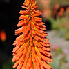 Red Hot Poker or Torch Lily