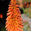 Red Hot Poker or Torch Lily