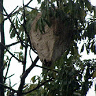 bee or wasp nest