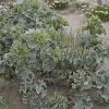 Sea Holly, Stranddistel