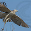 Red-tailed Hawk (Krider's)