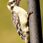 Downy woodpecker, juvenile