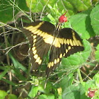 giant swallowtail
