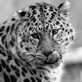 Leopard by Ralph Harvey - Black & White Animals