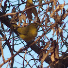 Orange-crowned Warbler