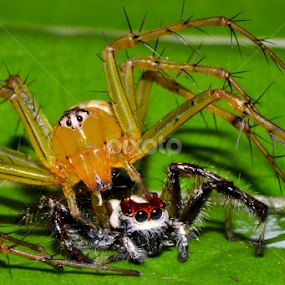 Predator with Prey  by Avik Mondal - Animals Insects & Spiders