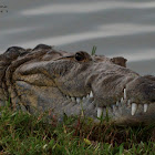 Mexican crocodile
