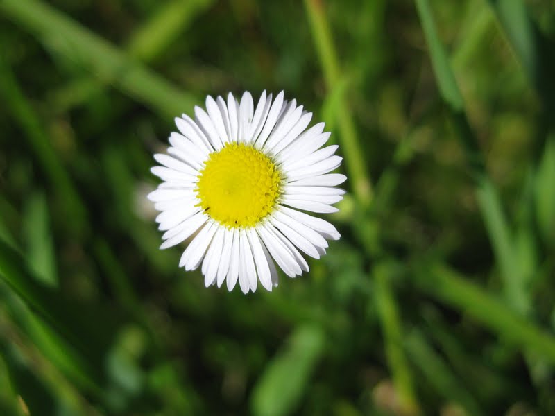 Oxeye Daisy