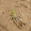 Stripe-winged Grasshopper