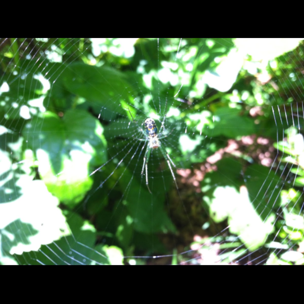 Garden spider