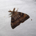 Gypsy Moth (male)