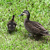 Pacific Black duck and ducklings