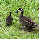 Pacific Black duck and ducklings